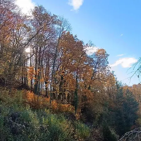 Les Terrasses De La Foret 招待所